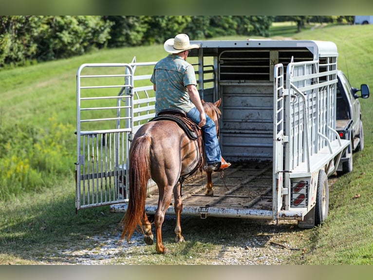 American Quarter Horse Merrie 6 Jaar Roan-Red in Santa Fe