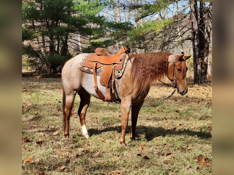 American Quarter Horse Merrie 6 Jaar Roan-Red in Buffalo Mills, PA