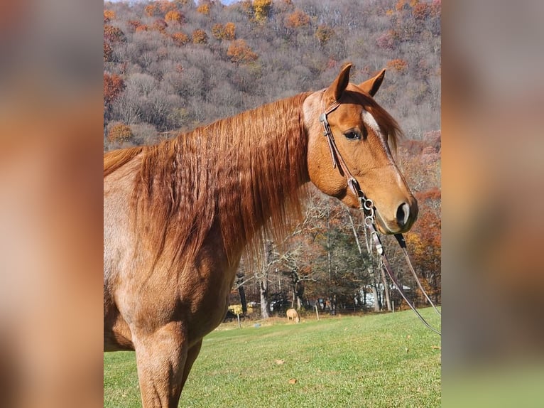 American Quarter Horse Merrie 6 Jaar Roan-Red in Buffalo Mills, PA