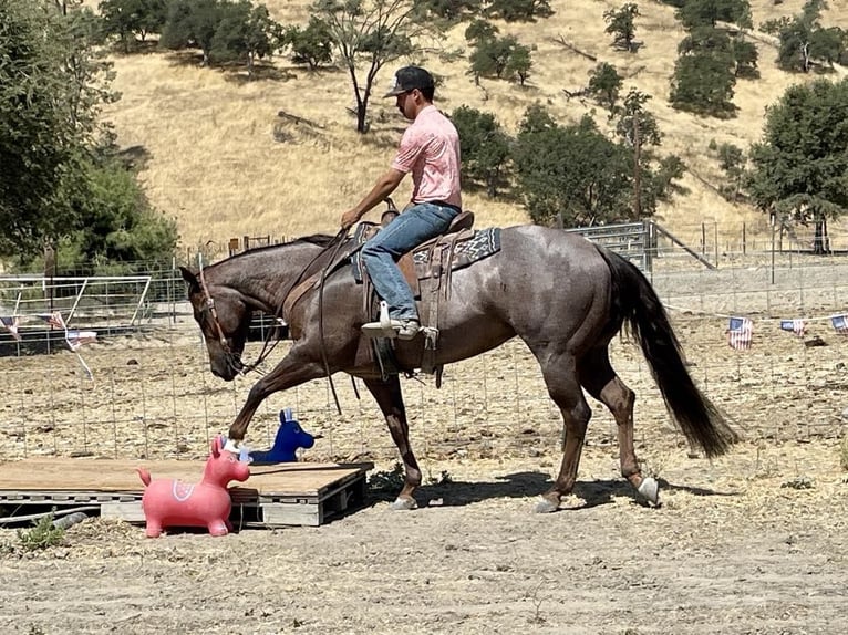 American Quarter Horse Merrie 6 Jaar Roan-Red in Paicines CA