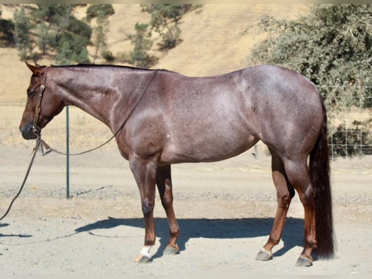 American Quarter Horse Merrie 6 Jaar Roan-Red in Paicines CA