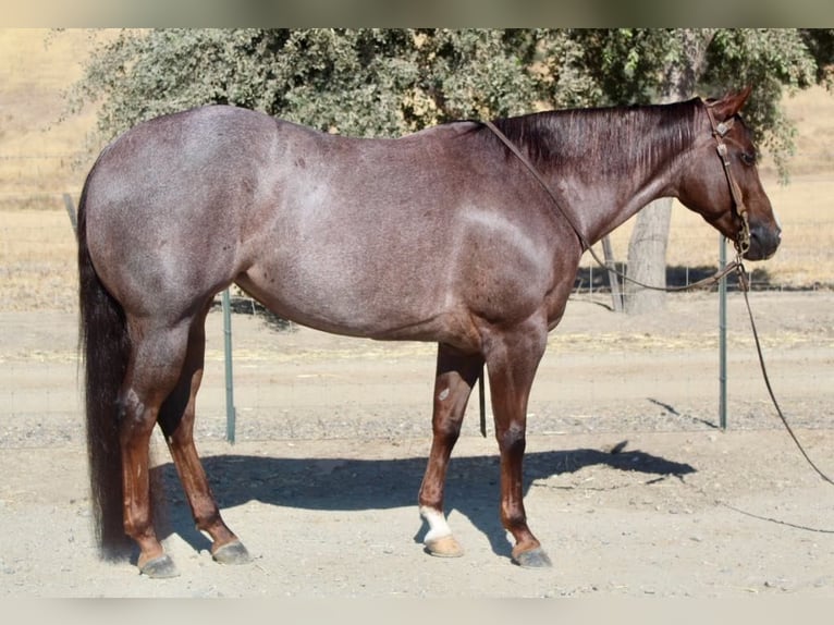 American Quarter Horse Merrie 6 Jaar Roan-Red in Paicines CA