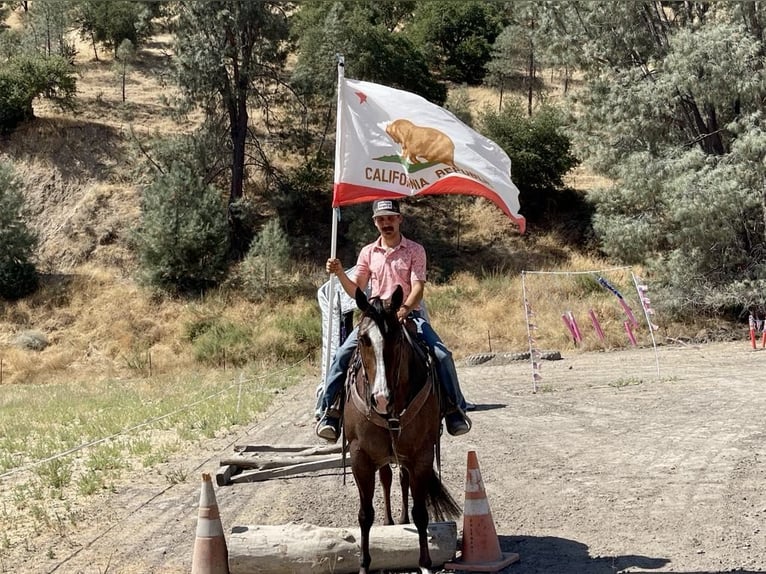 American Quarter Horse Merrie 6 Jaar Roan-Red in Paicines CA