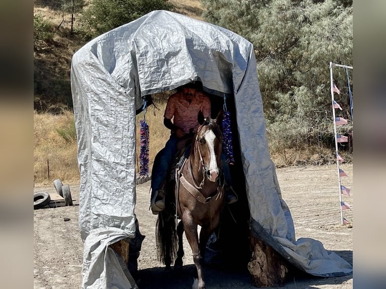 American Quarter Horse Merrie 6 Jaar Roan-Red in Paicines CA