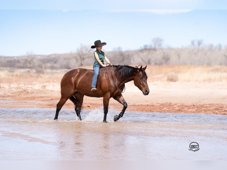 American Quarter Horse Merrie 6 Jaar Roodbruin in Canyon, TX