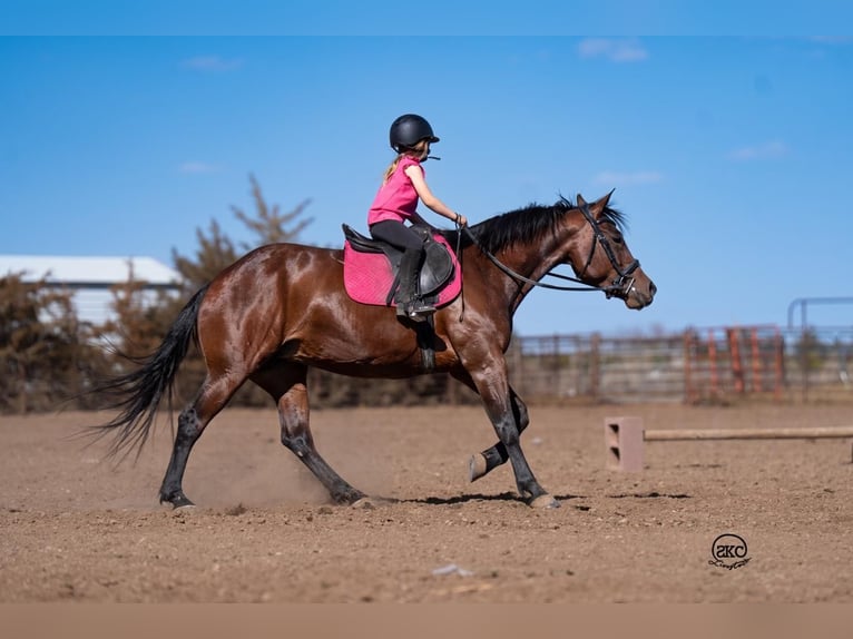 American Quarter Horse Merrie 6 Jaar Roodbruin in Canyon, TX