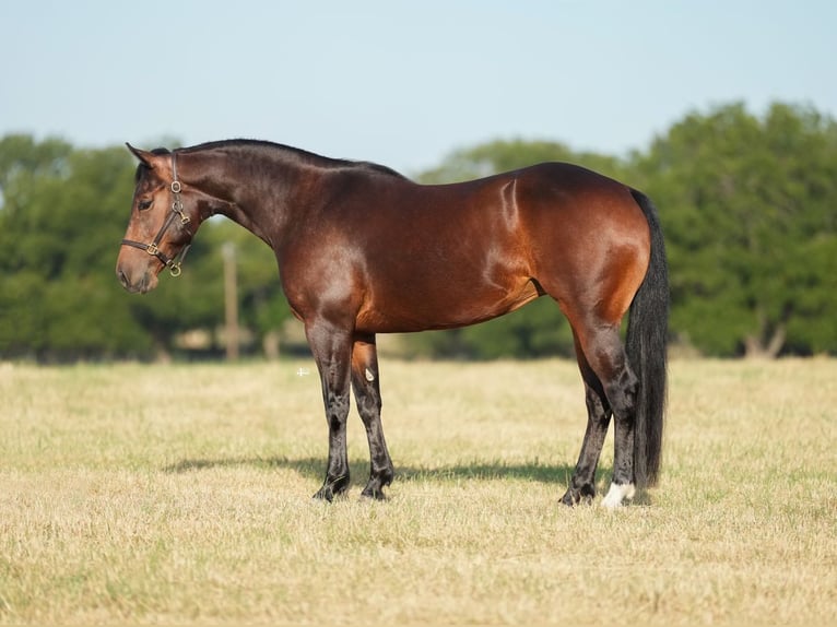 American Quarter Horse Merrie 6 Jaar Roodbruin in Byers