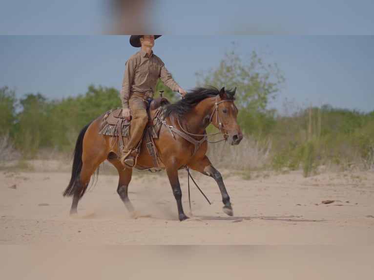 American Quarter Horse Merrie 6 Jaar Roodbruin in Byers