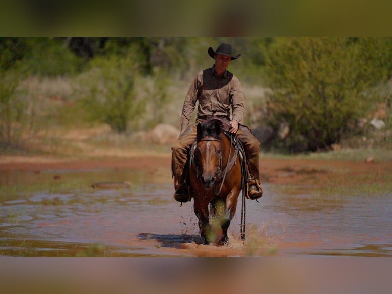 American Quarter Horse Merrie 6 Jaar Roodbruin in Byers