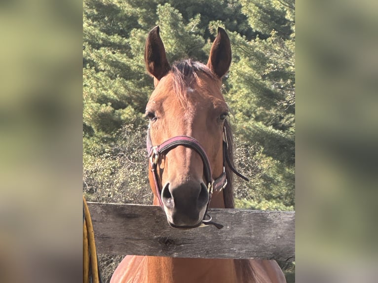 American Quarter Horse Merrie 6 Jaar Roodbruin in North Lawrence