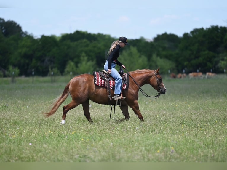 American Quarter Horse Merrie 6 Jaar Roodvos in Waco
