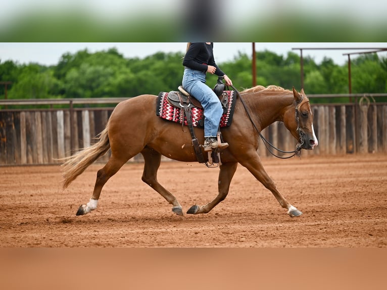 American Quarter Horse Merrie 6 Jaar Roodvos in Waco