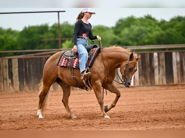 American Quarter Horse Merrie 6 Jaar Roodvos in Waco