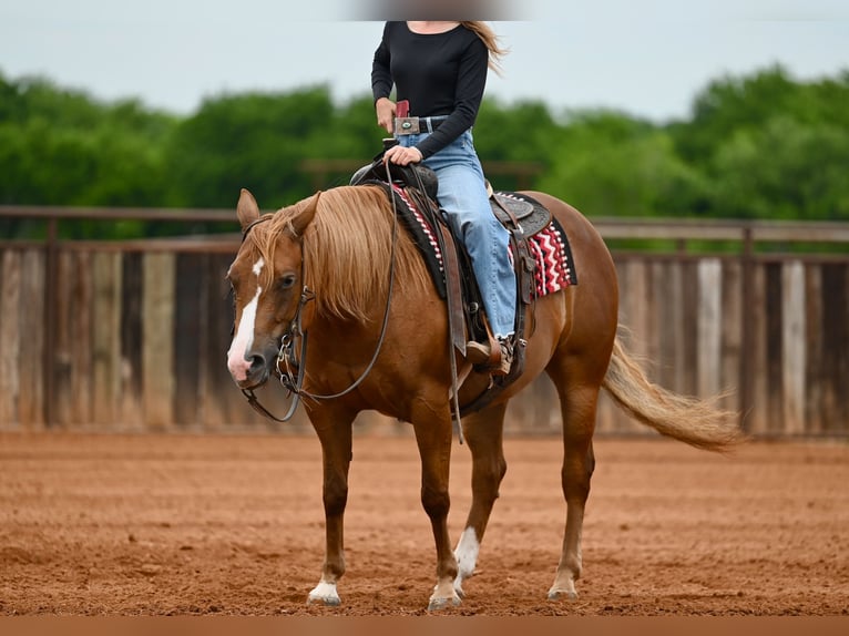 American Quarter Horse Merrie 6 Jaar Roodvos in Waco