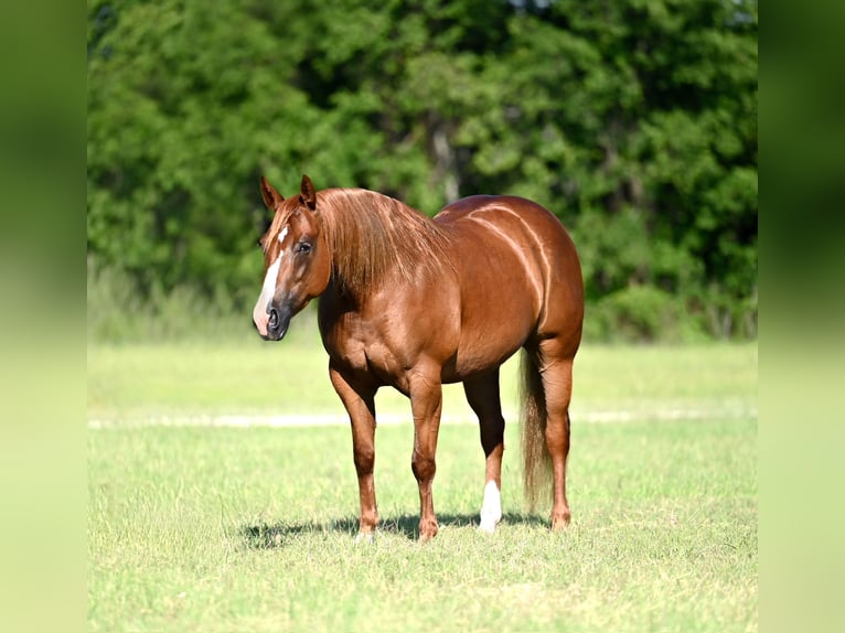 American Quarter Horse Merrie 6 Jaar Roodvos in Waco