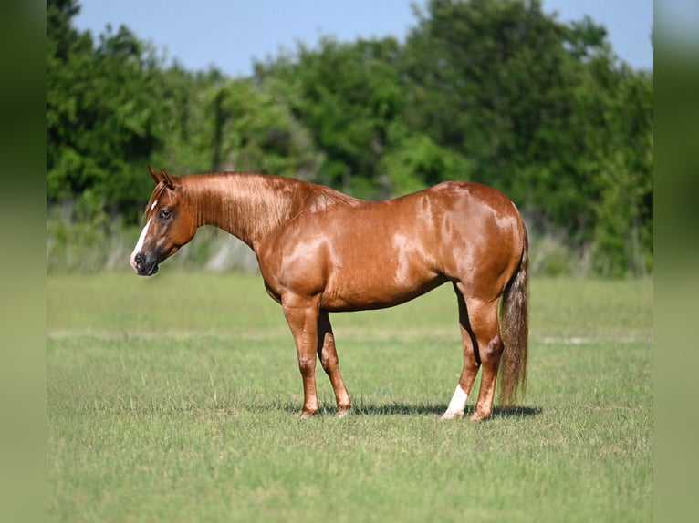 American Quarter Horse Merrie 6 Jaar Roodvos in Waco