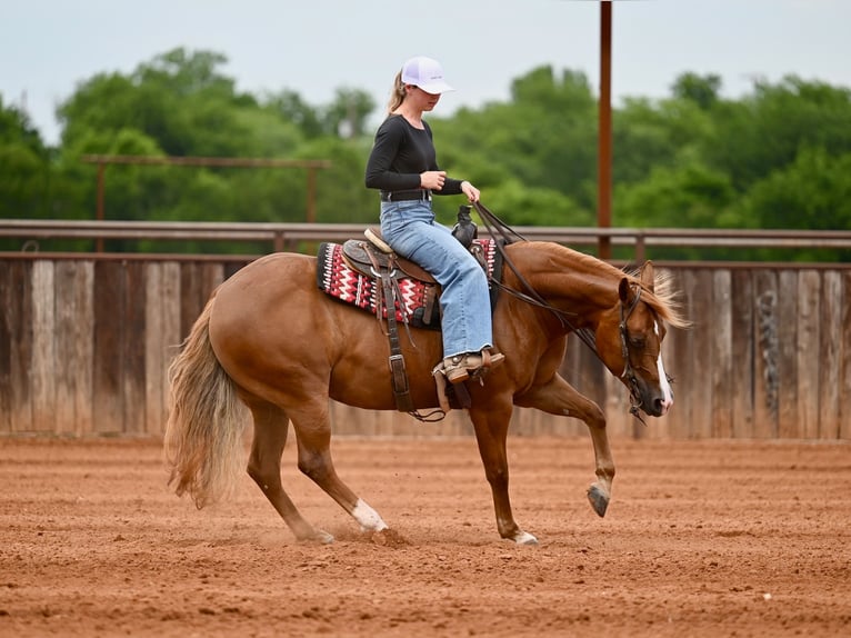 American Quarter Horse Merrie 6 Jaar Roodvos in Waco
