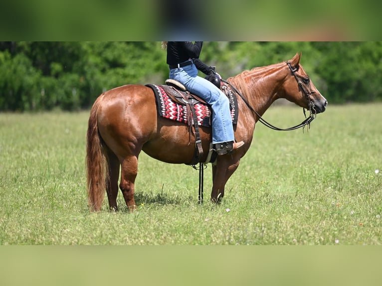 American Quarter Horse Merrie 6 Jaar Roodvos in Waco