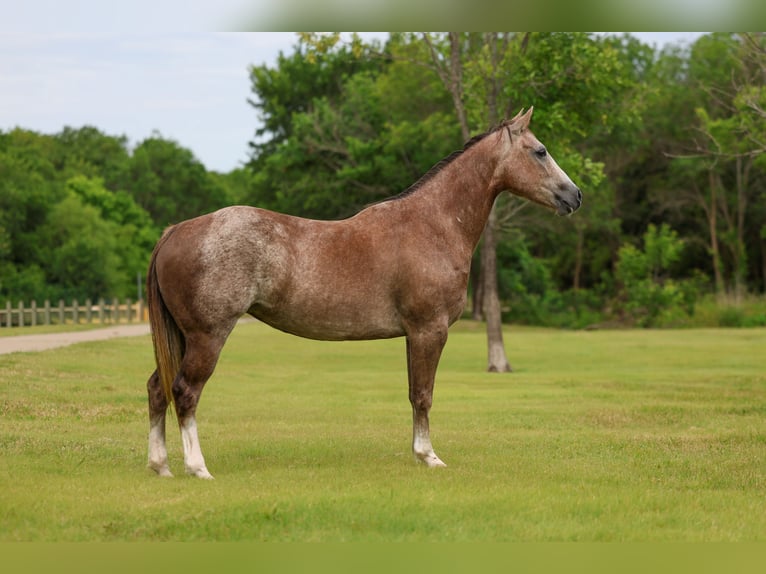 American Quarter Horse Merrie 6 Jaar Roodvos in Forney