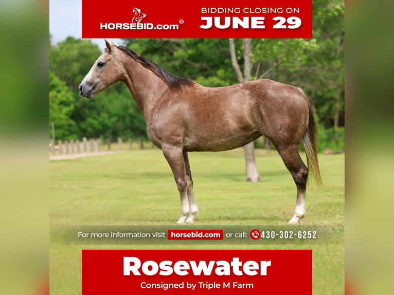 American Quarter Horse Merrie 6 Jaar Roodvos in Forney
