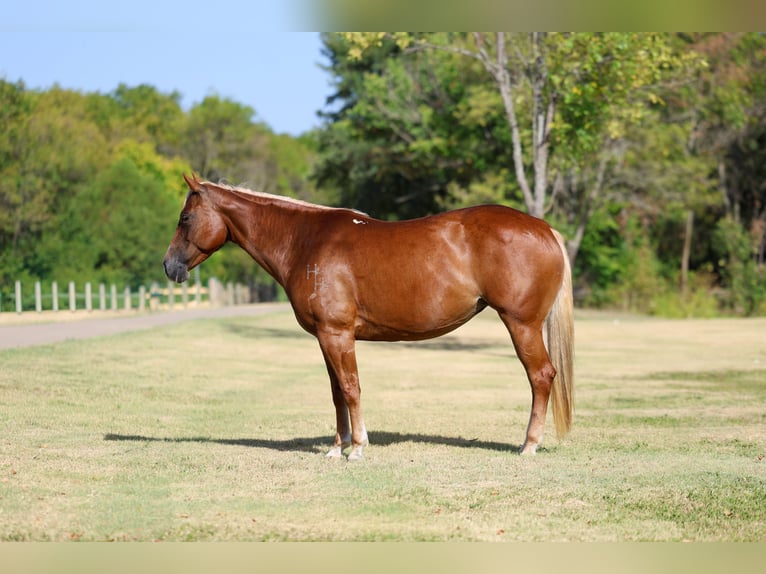 American Quarter Horse Merrie 6 Jaar Roodvos in Terrell