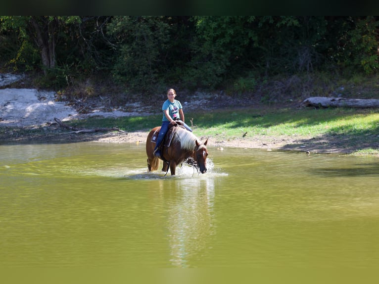American Quarter Horse Merrie 6 Jaar Roodvos in Terrell