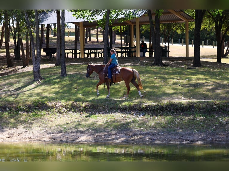 American Quarter Horse Merrie 6 Jaar Roodvos in Terrell