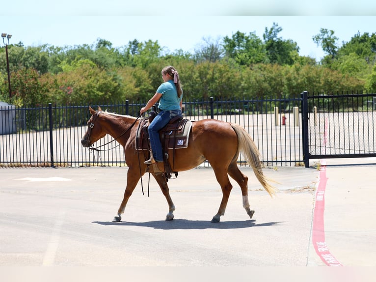 American Quarter Horse Merrie 6 Jaar Roodvos in Terrell
