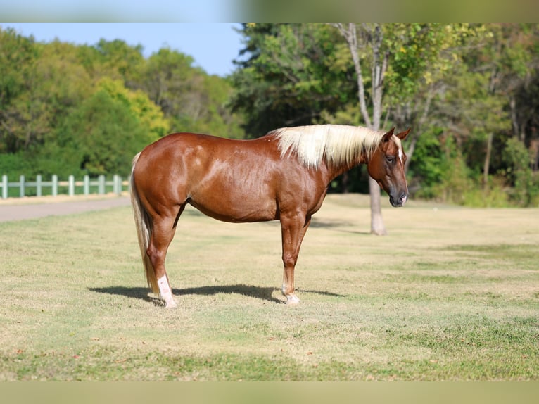 American Quarter Horse Merrie 6 Jaar Roodvos in Terrell