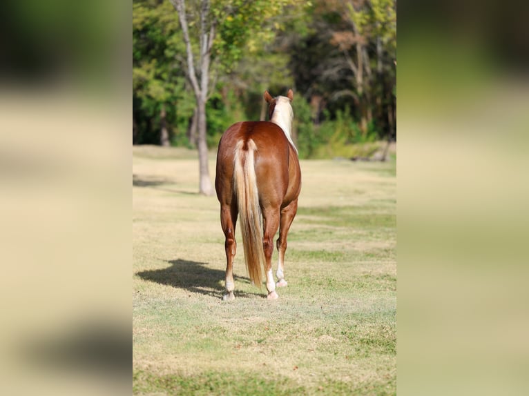 American Quarter Horse Merrie 6 Jaar Roodvos in Terrell