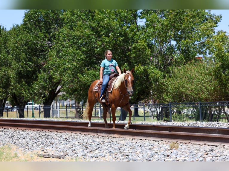 American Quarter Horse Merrie 6 Jaar Roodvos in Terrell