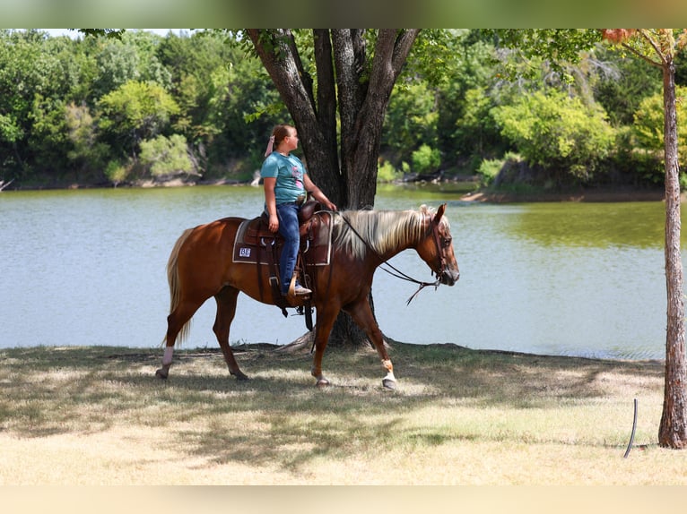 American Quarter Horse Merrie 6 Jaar Roodvos in Terrell