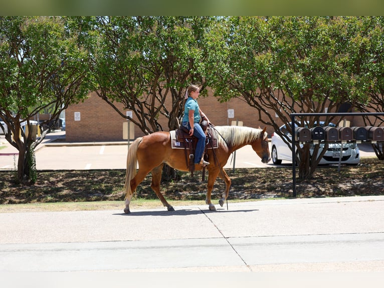American Quarter Horse Merrie 6 Jaar Roodvos in Terrell