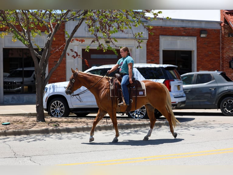 American Quarter Horse Merrie 6 Jaar Roodvos in Terrell