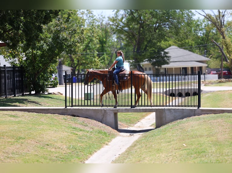 American Quarter Horse Merrie 6 Jaar Roodvos in Terrell
