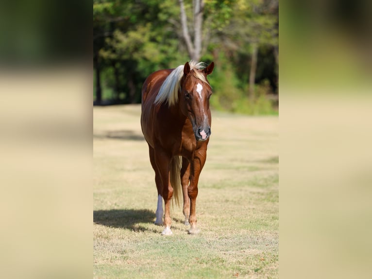 American Quarter Horse Merrie 6 Jaar Roodvos in Terrell