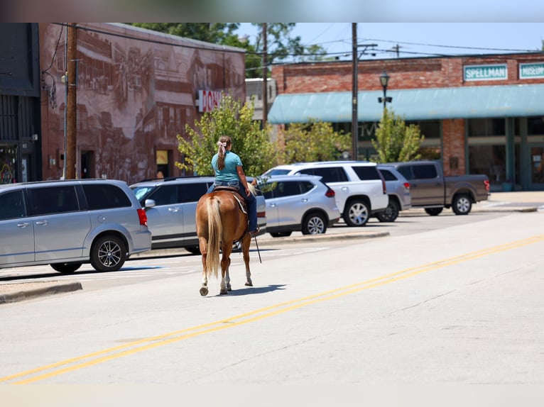American Quarter Horse Merrie 6 Jaar Roodvos in Terrell