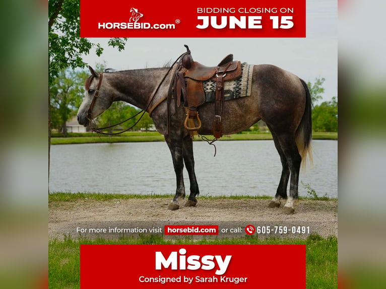 American Quarter Horse Merrie 6 Jaar Schimmel in Brandon