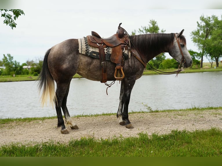 American Quarter Horse Merrie 6 Jaar Schimmel in Brandon