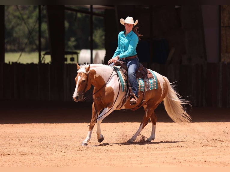 American Quarter Horse Merrie 6 Jaar Tobiano-alle-kleuren in Adair OK