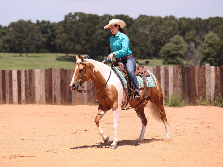 American Quarter Horse Merrie 6 Jaar Tobiano-alle-kleuren in Adair OK