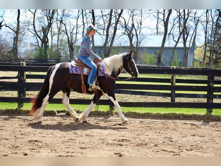 American Quarter Horse Merrie 6 Jaar Tobiano-alle-kleuren in Howell MI