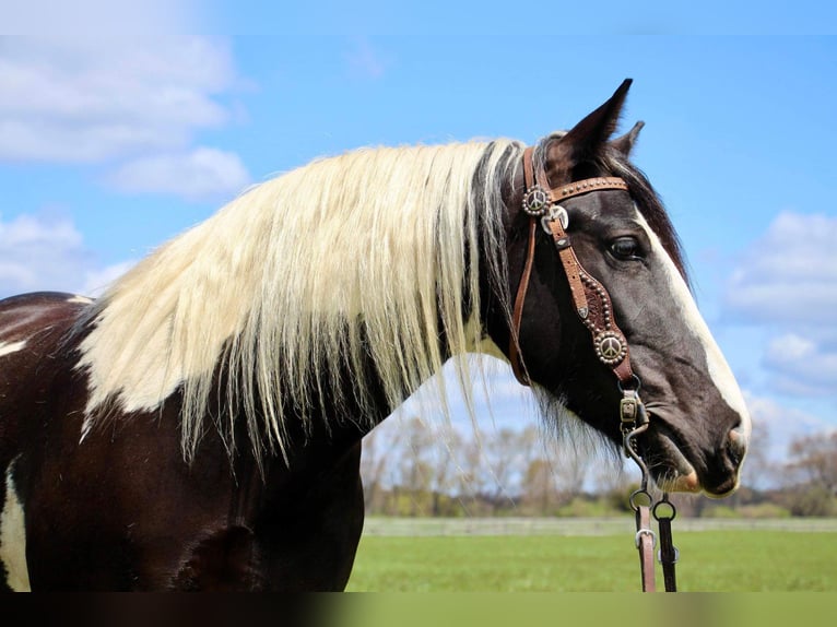 American Quarter Horse Merrie 6 Jaar Tobiano-alle-kleuren in Howell MI