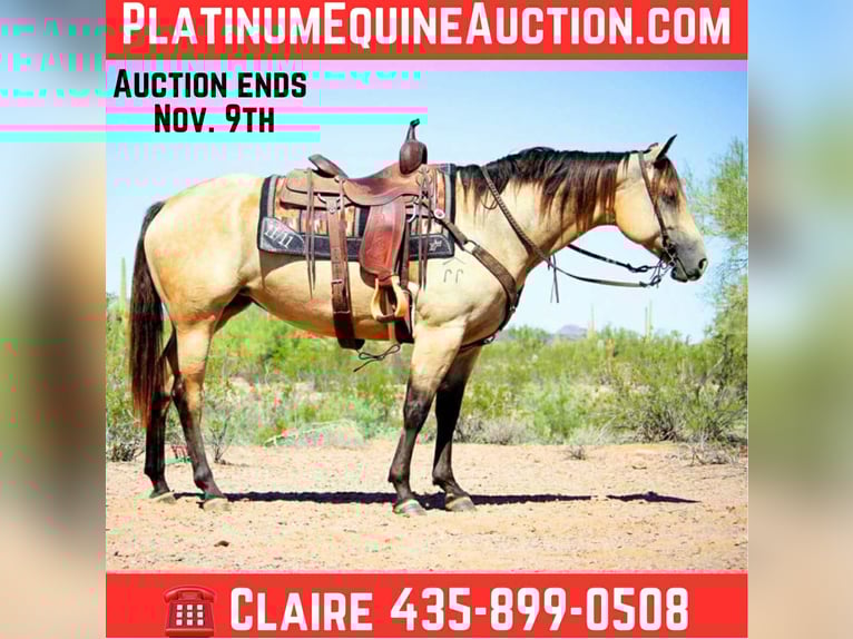 American Quarter Horse Merrie 6 Jaar in Marana AZ