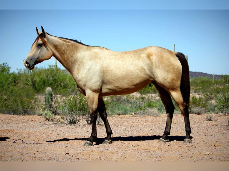 American Quarter Horse Merrie 6 Jaar in Marana AZ