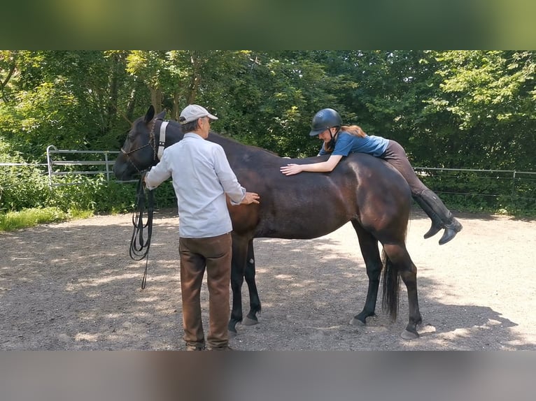 American Quarter Horse Merrie 6 Jaar Zwart in Gruibingen