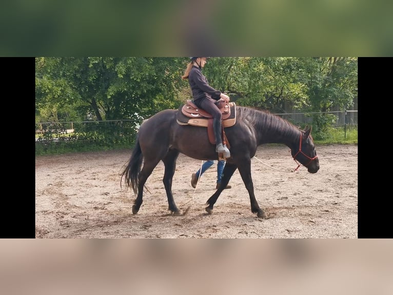 American Quarter Horse Merrie 6 Jaar Zwart in Gruibingen