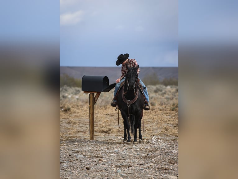 American Quarter Horse Merrie 6 Jaar Zwart in Cody