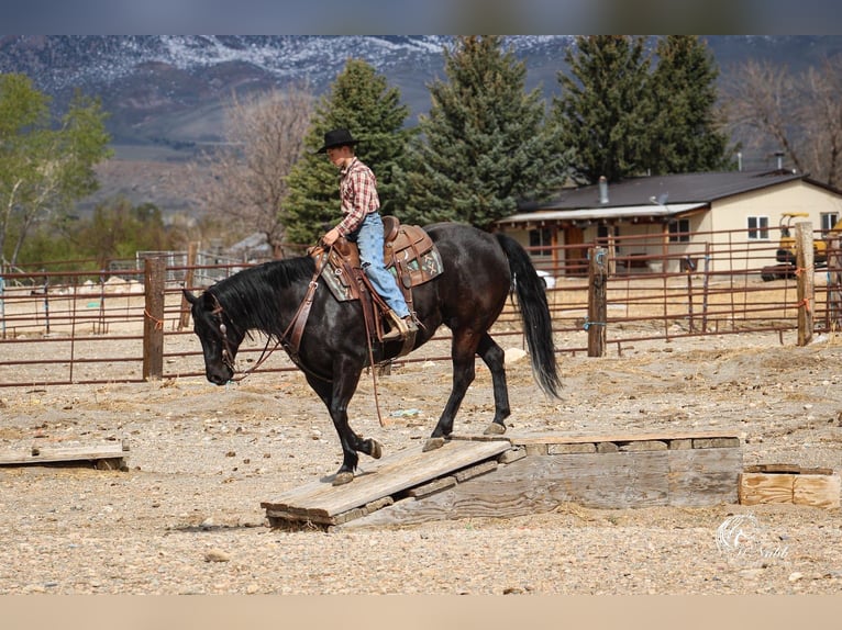 American Quarter Horse Merrie 6 Jaar Zwart in Cody