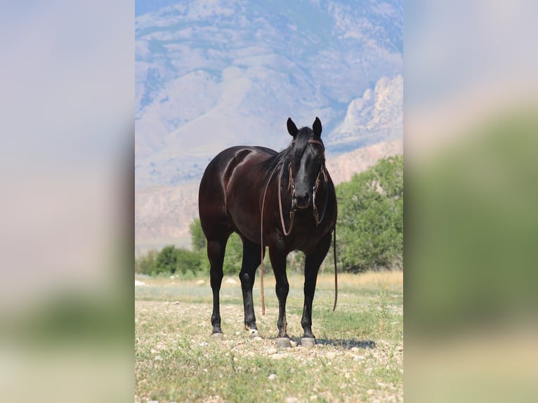 American Quarter Horse Merrie 6 Jaar Zwart in Cody